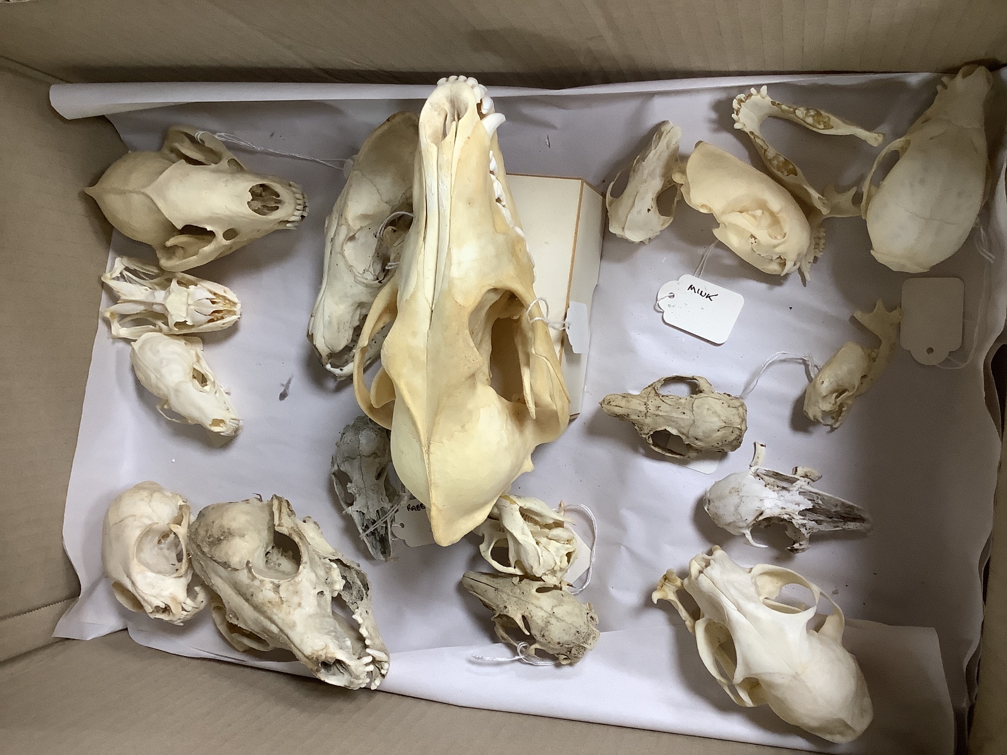 Animal anatomy - a collection of mammal skulls, including coyote, domestic cat, badger, fox, pine marten, muskrat, mink etc.